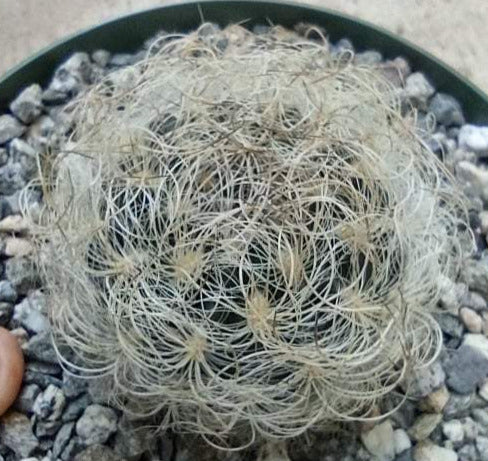 Eriosyce senilis in 6 Inch Live Cactus