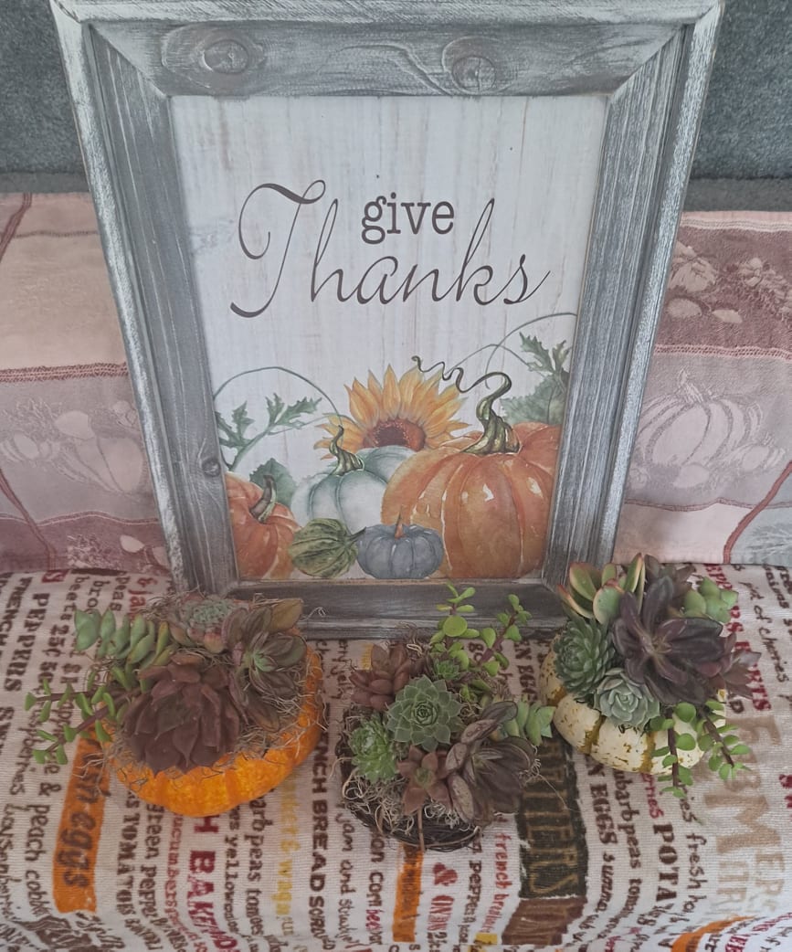 Beautiful Live Succulent Holiday Pumpkin Arrangements