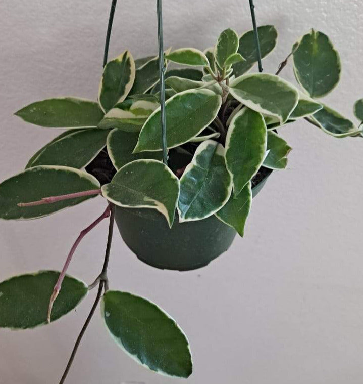Hoya carnosa 'Krimson Queen' in 6 Inch Live Houseplant
