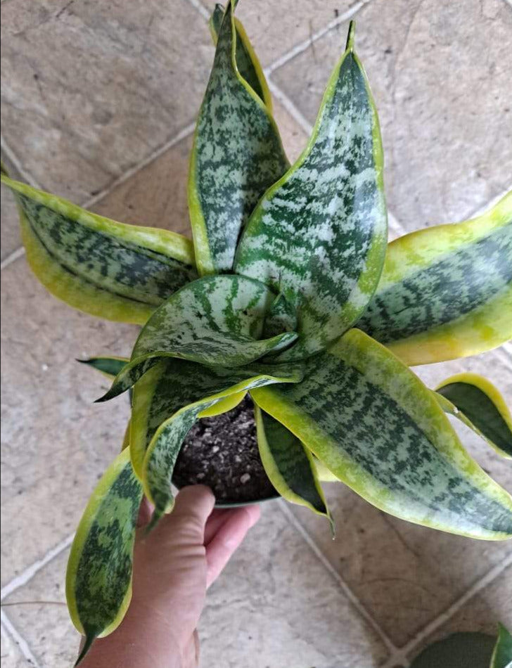 Sansevieria trifasciata 'Twisted Sister' in 6 Inch Live Houseplant