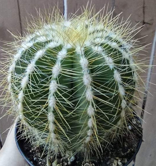 Notocactus magnificus 'Balloon Cactus' in 4 Inch Live Cactus