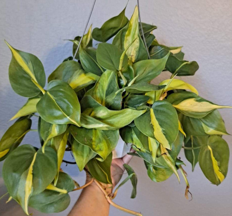 Philodendron Brasil in a 6 Inch Live Houseplant