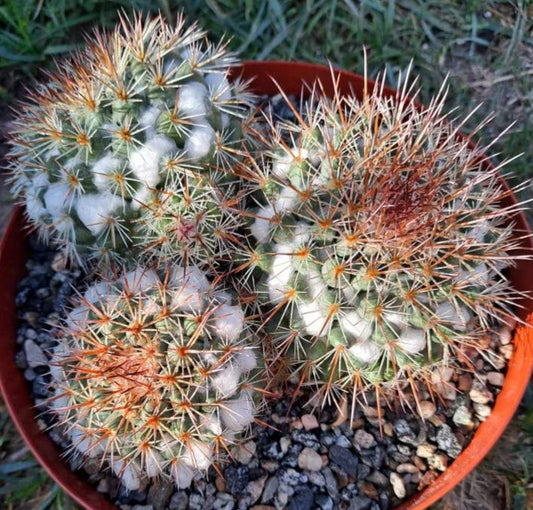 Mammillaria mammillaris Large Live Cactus in 8 Inch Exact Specimen