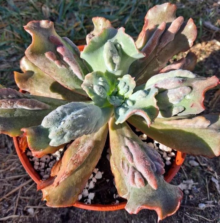 Echeveria culibra in 6 Inch Live Succulent