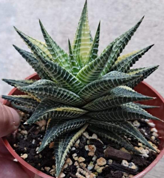 Haworthia limifolia variegata in 4 Inch Live Succulent