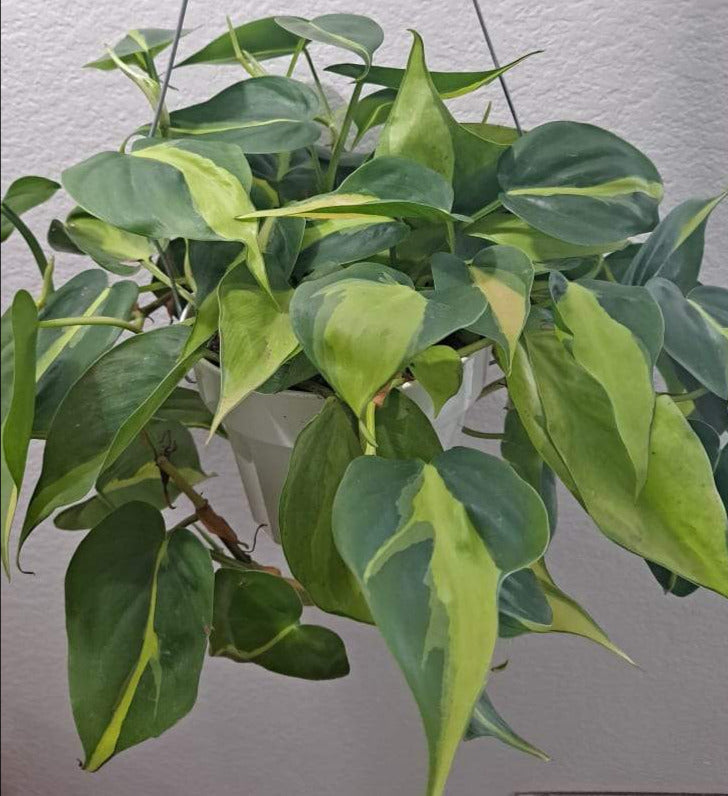 Philodendron Brasil in a 6 Inch Live Houseplant