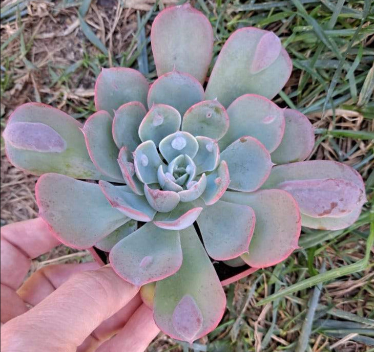 Echeveria Raindrops Live Succulent in 4 inch Pots