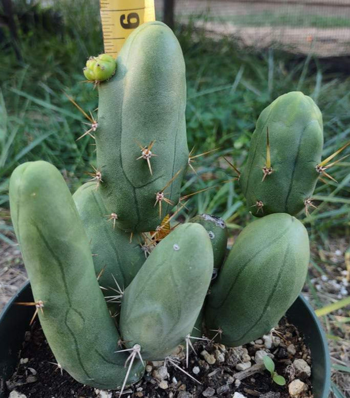 TBM aka Penis Cactus (Short Form) in 6 Inch