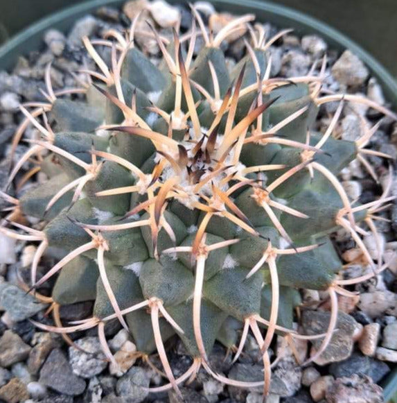 Mammillaria magnimamma var. krameri Live Cactus in 6 Inch