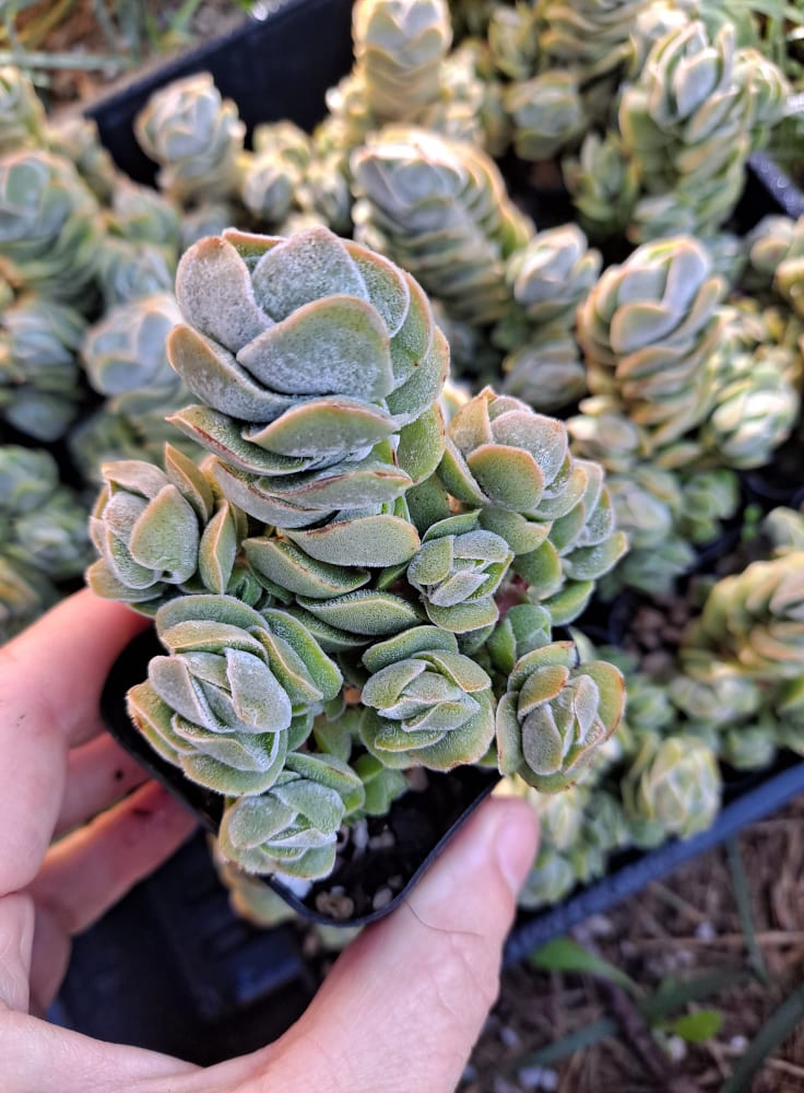 Crassula 'Ivory Pagoda' in 2 Inch Live Succulent