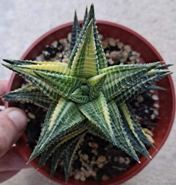 Haworthia limifolia variegata in 4 Inch Live Succulent