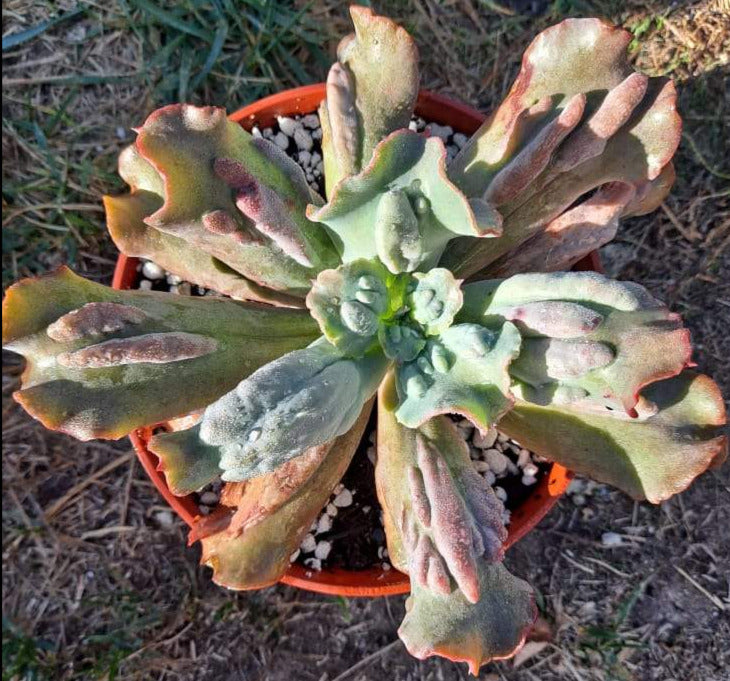 Echeveria culibra in 6 Inch Live Succulent