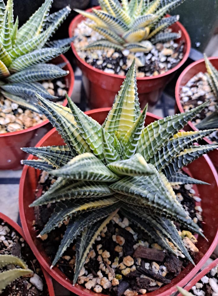 Haworthia limifolia variegata in 4 Inch Live Succulent