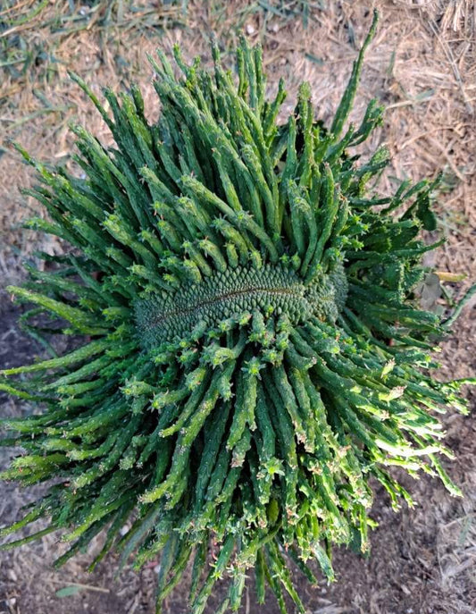 Euphorbia flanaganii cristata in 8" LARGE SPECIMEN Live Succulent