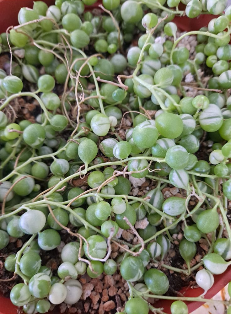 Senecio rowleyanus variegata aka Variegated String of Pearls