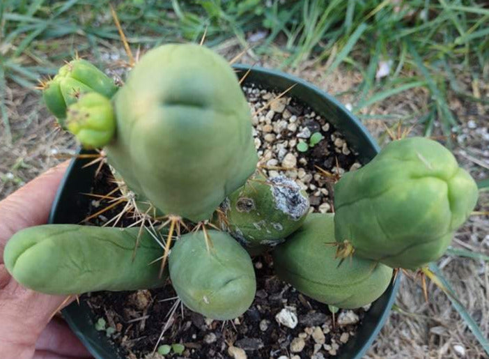 TBM aka Penis Cactus (Short Form) in 6 Inch