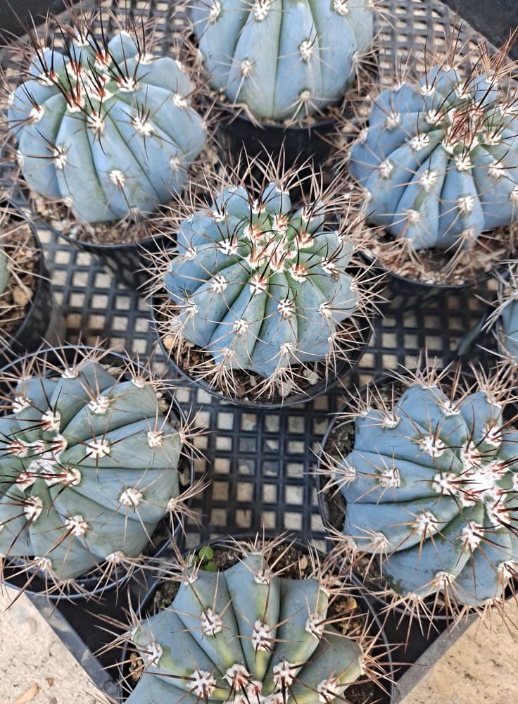 Melocactus azureus aka Turk's Cap in 4 Inch - Live Cactus