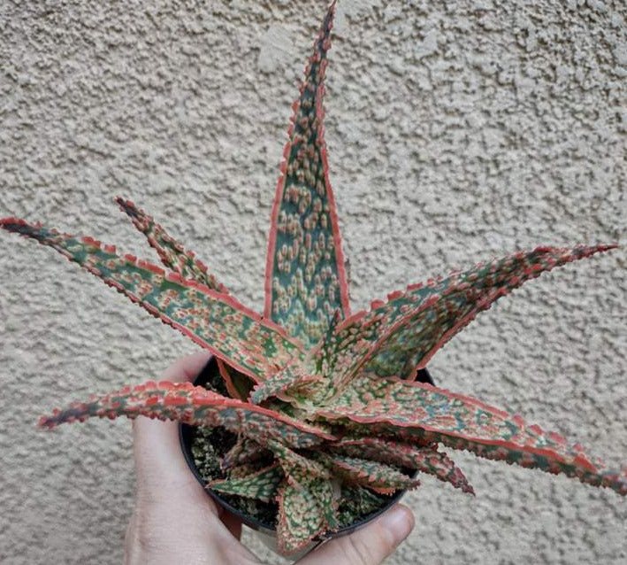 Aloe ‘Crimson Dragon’ in 4 Inch - Live Succulent