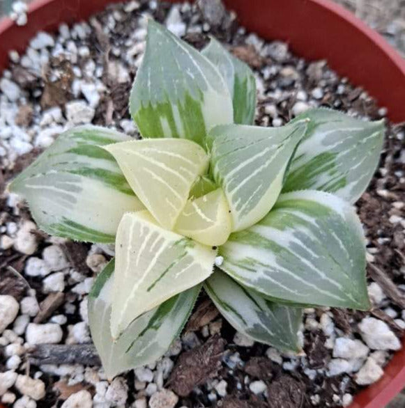 Haworthia magnifica variegata