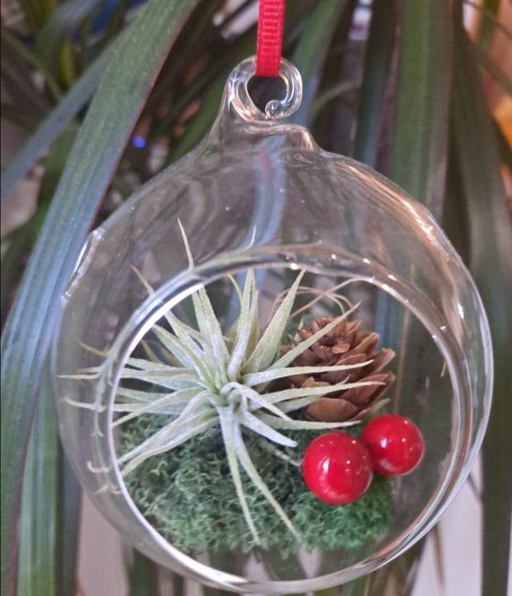 air plant terrarium ornament Holiday Themed Live Air Plant Terrarium
