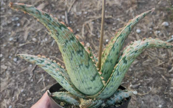 Aloe 'Pink Thing'