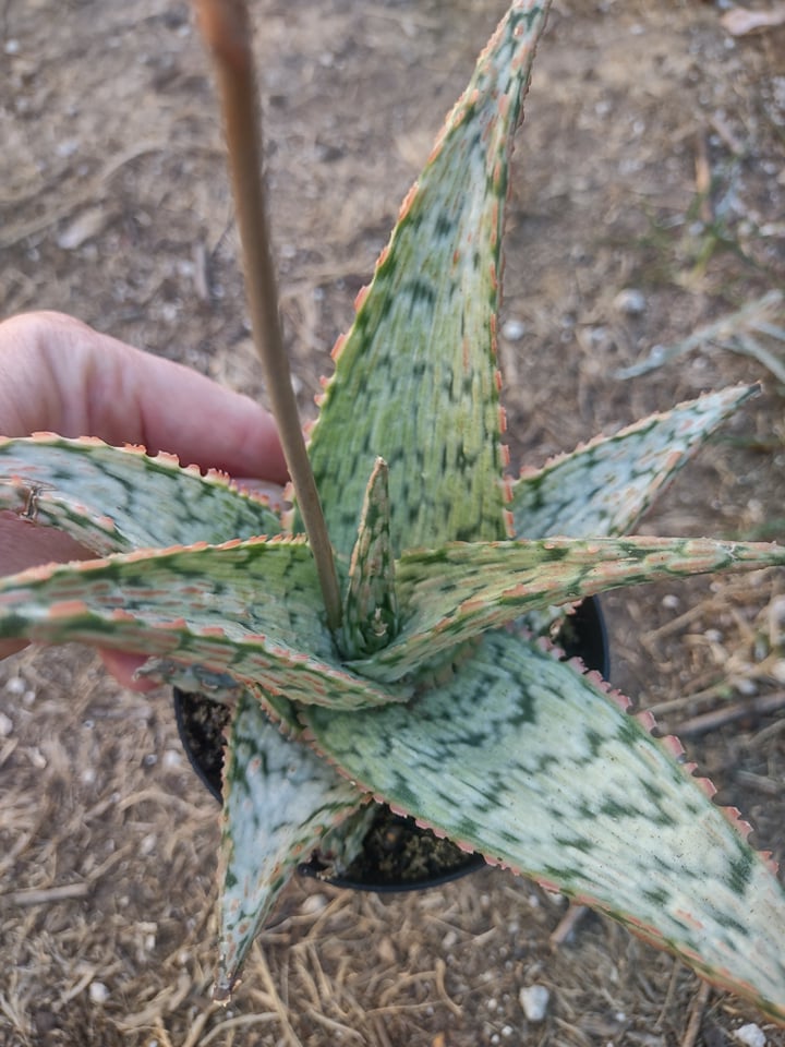 Aloe 'Pink Thing'