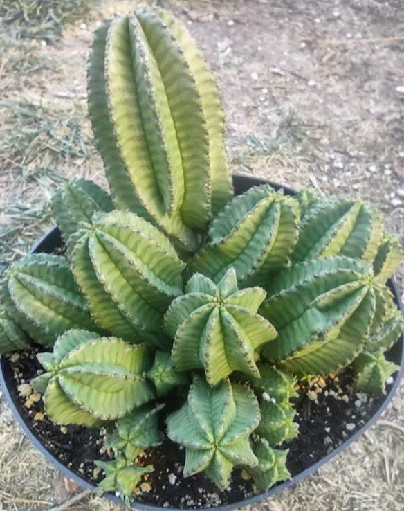 Euphorbia anoplia