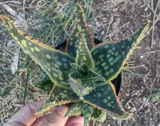 Aloe ‘Krakatoa’