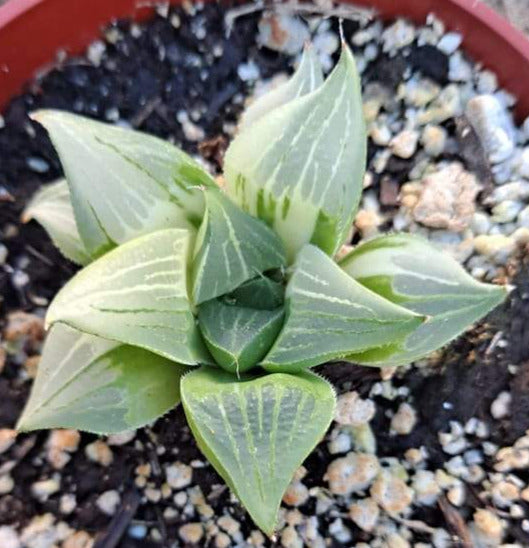 Haworthia magnifica variegata