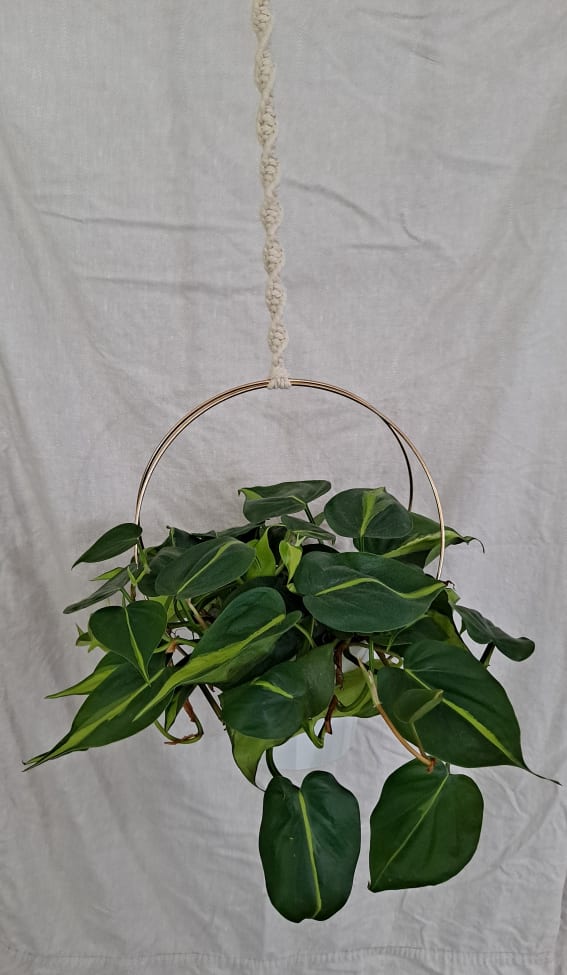 Natural Macrame and Brass Hoop Plant Hanger For 6 Inch Container