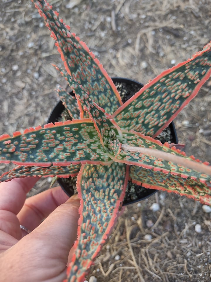 Aloe ‘Crimson Dragon’