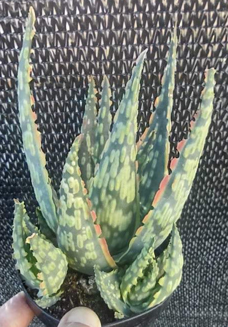 Aloe ‘Krakatoa’