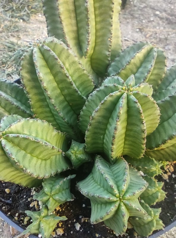 Euphorbia anoplia