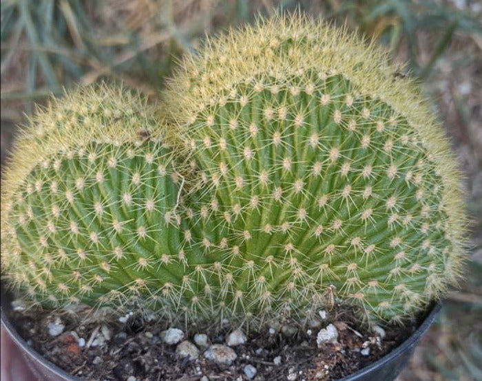 Trichocereus huascha cristata