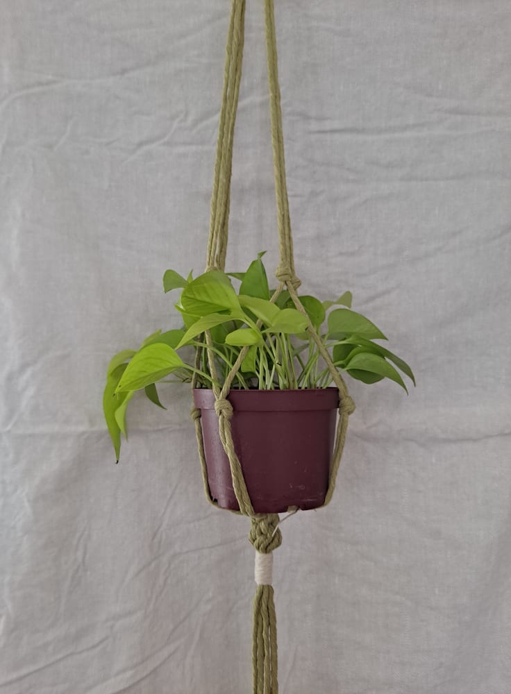 Sage Green Macrame Plant Hanger For 6 Inch Container