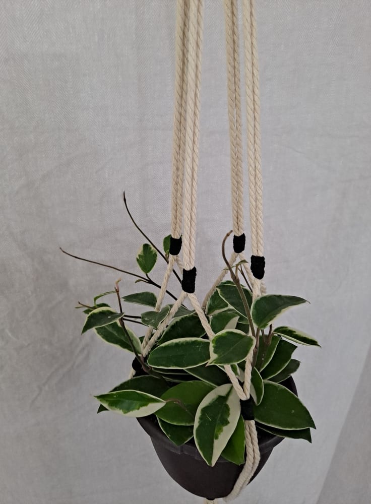 White w/ Black Accents Macrame Hanger For 6 Inch Container