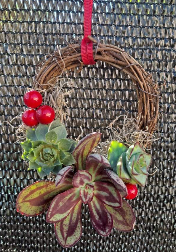 Holiday Live Succulent Wreath