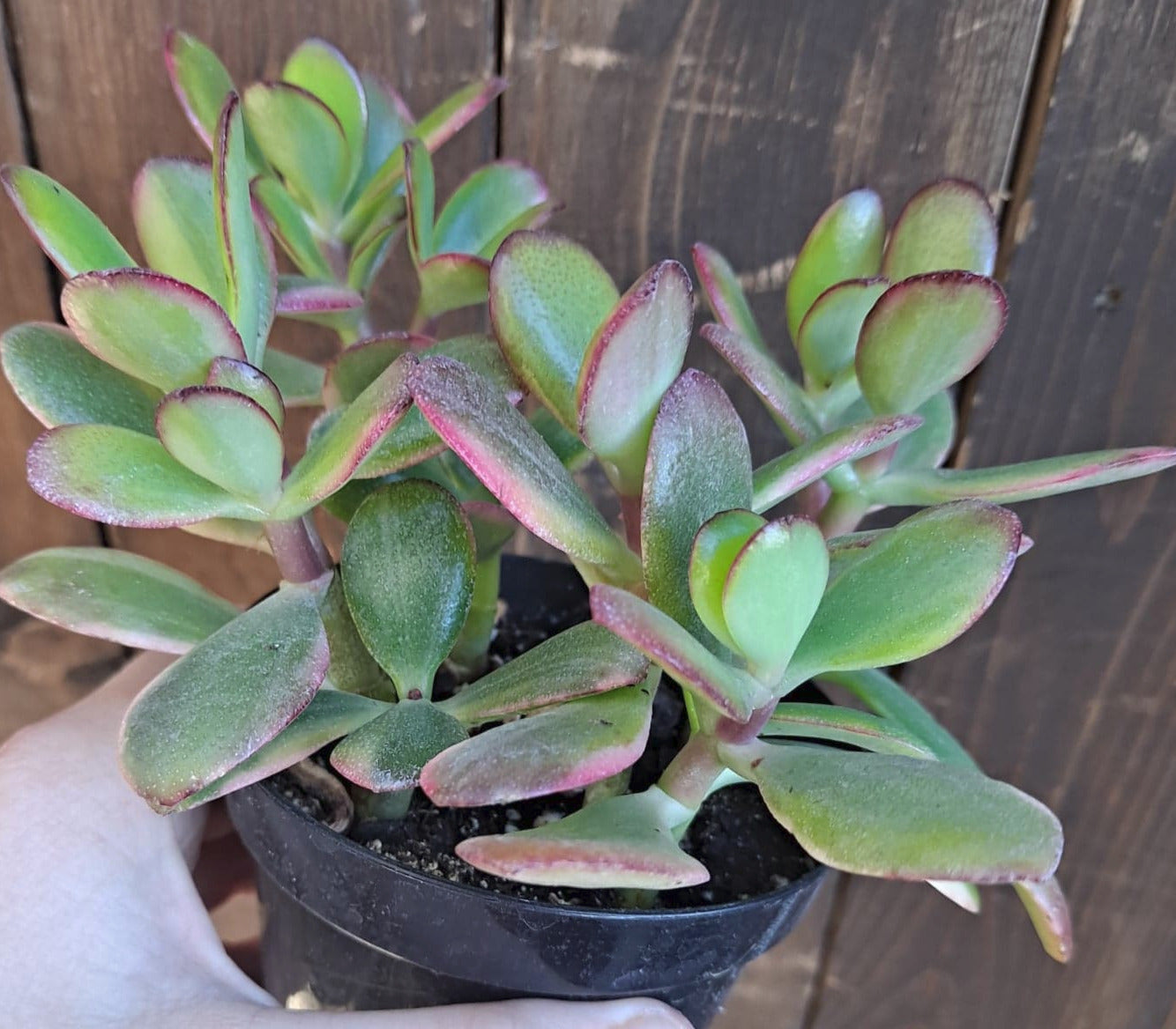 Crassula ovata cv Lemon Lime Live Succulent in 4 Inch