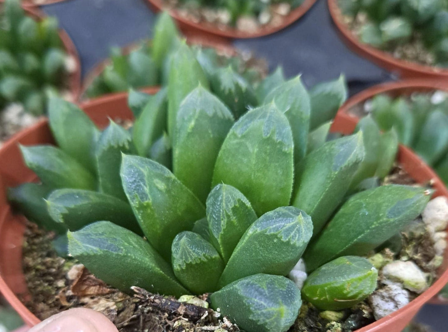 Haworthia retusa x truncata Live Succulent in 4 Inch