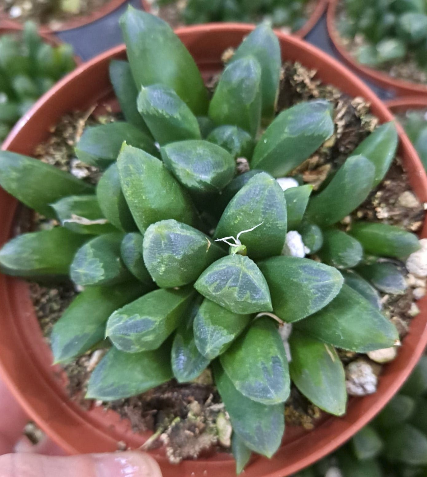 Haworthia retusa x truncata Live Succulent in 4 Inch