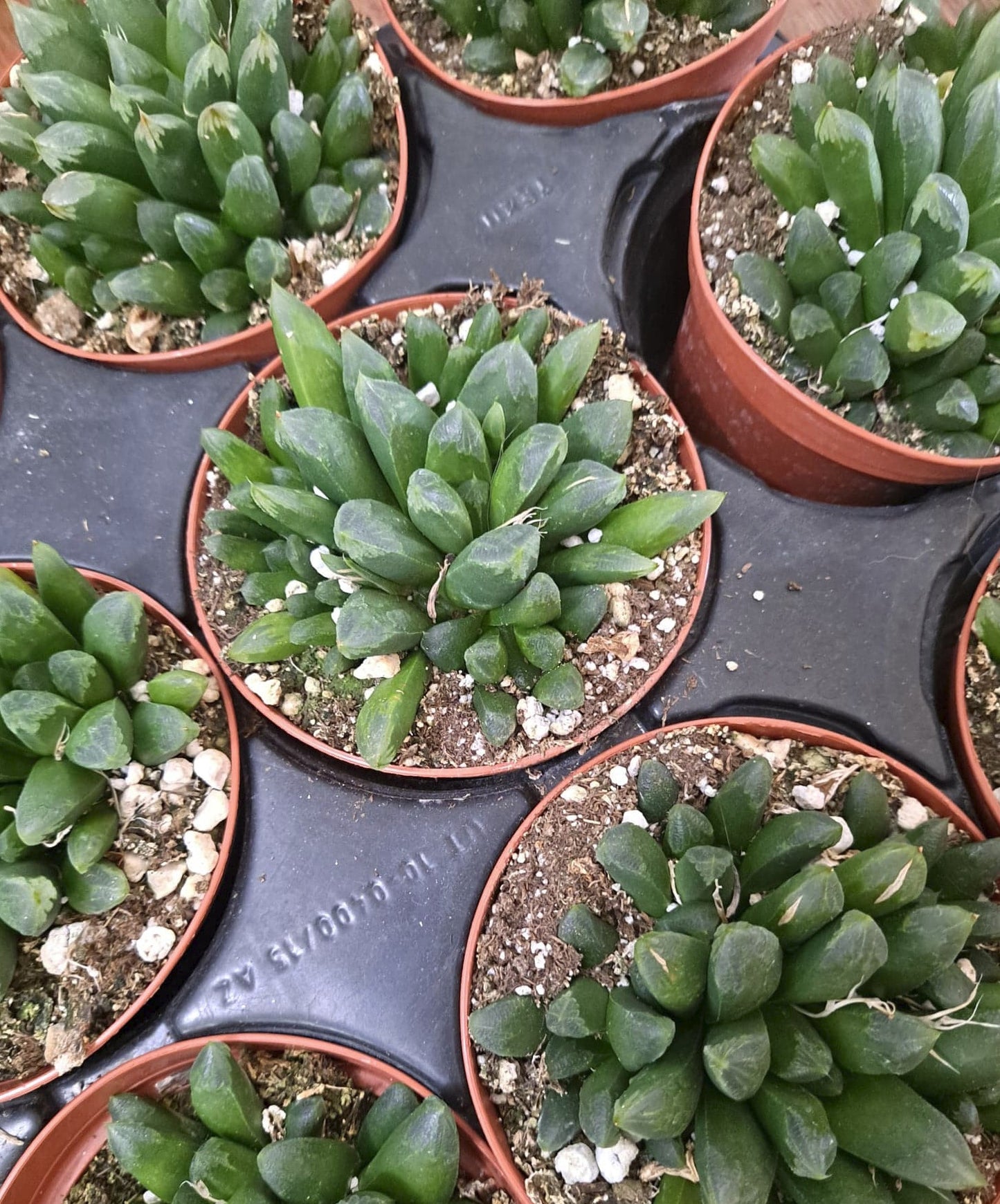 Haworthia retusa x truncata Live Succulent in 4 Inch