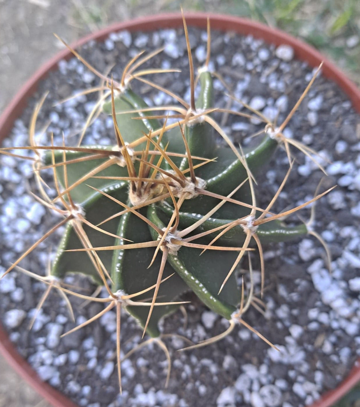 Astrophytum ornatum Live Cactus in 6 Inch