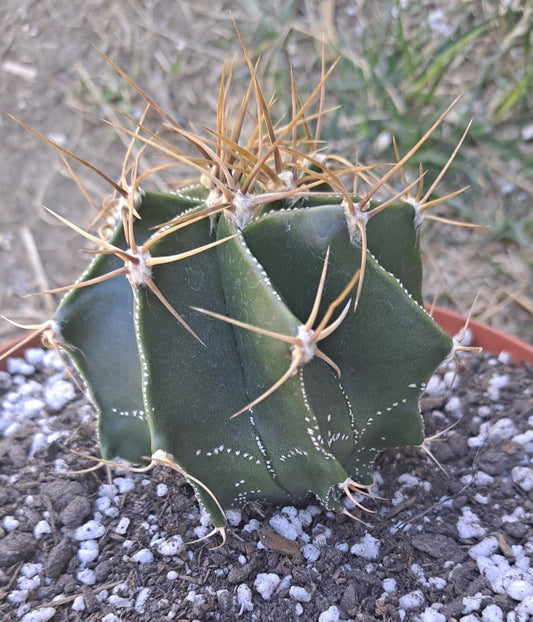 Astrophytum ornatum Live Cactus in 6 Inch