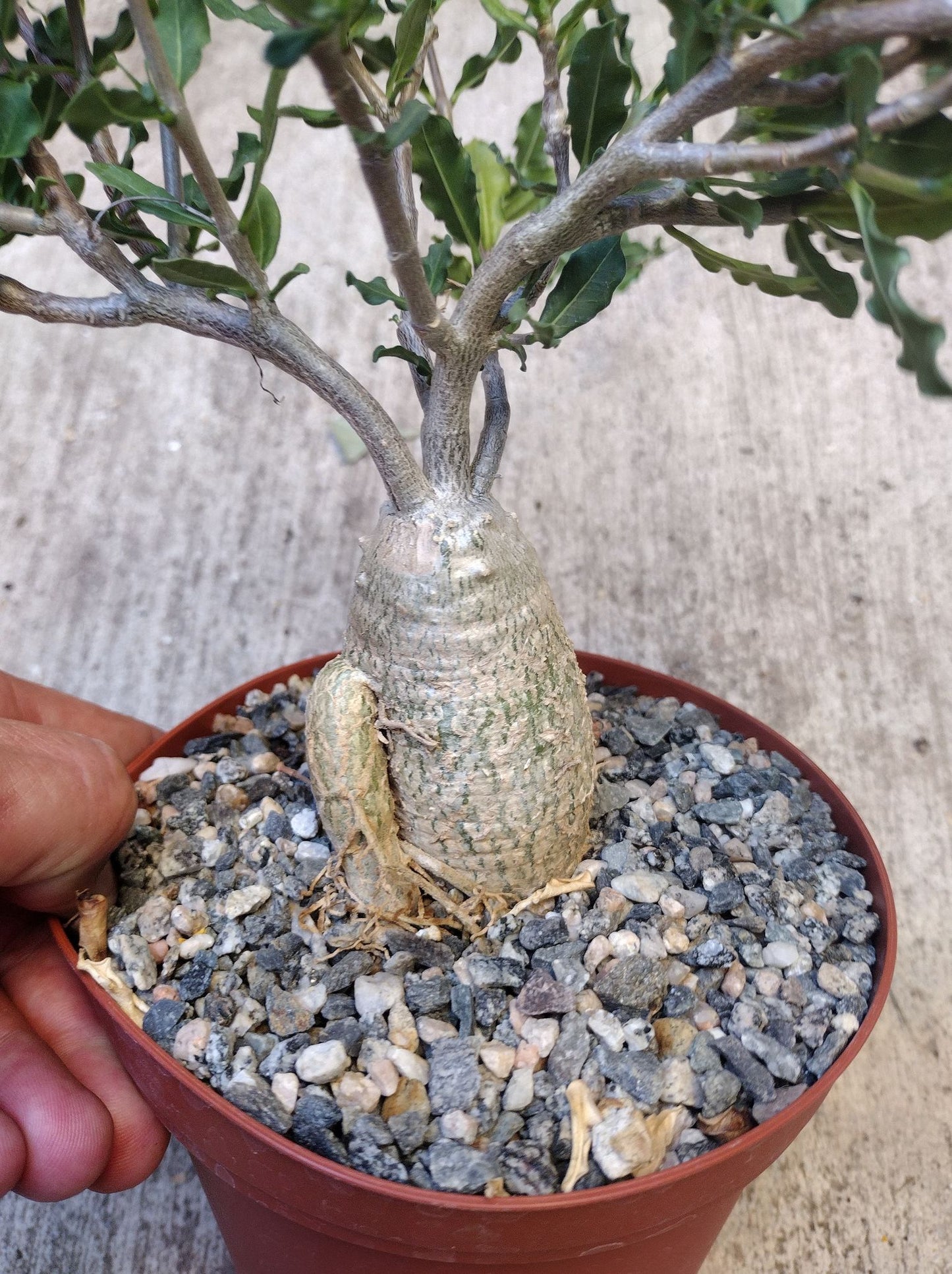Fockea edulis/crispa in 6 Inch Live Succulent Caudex