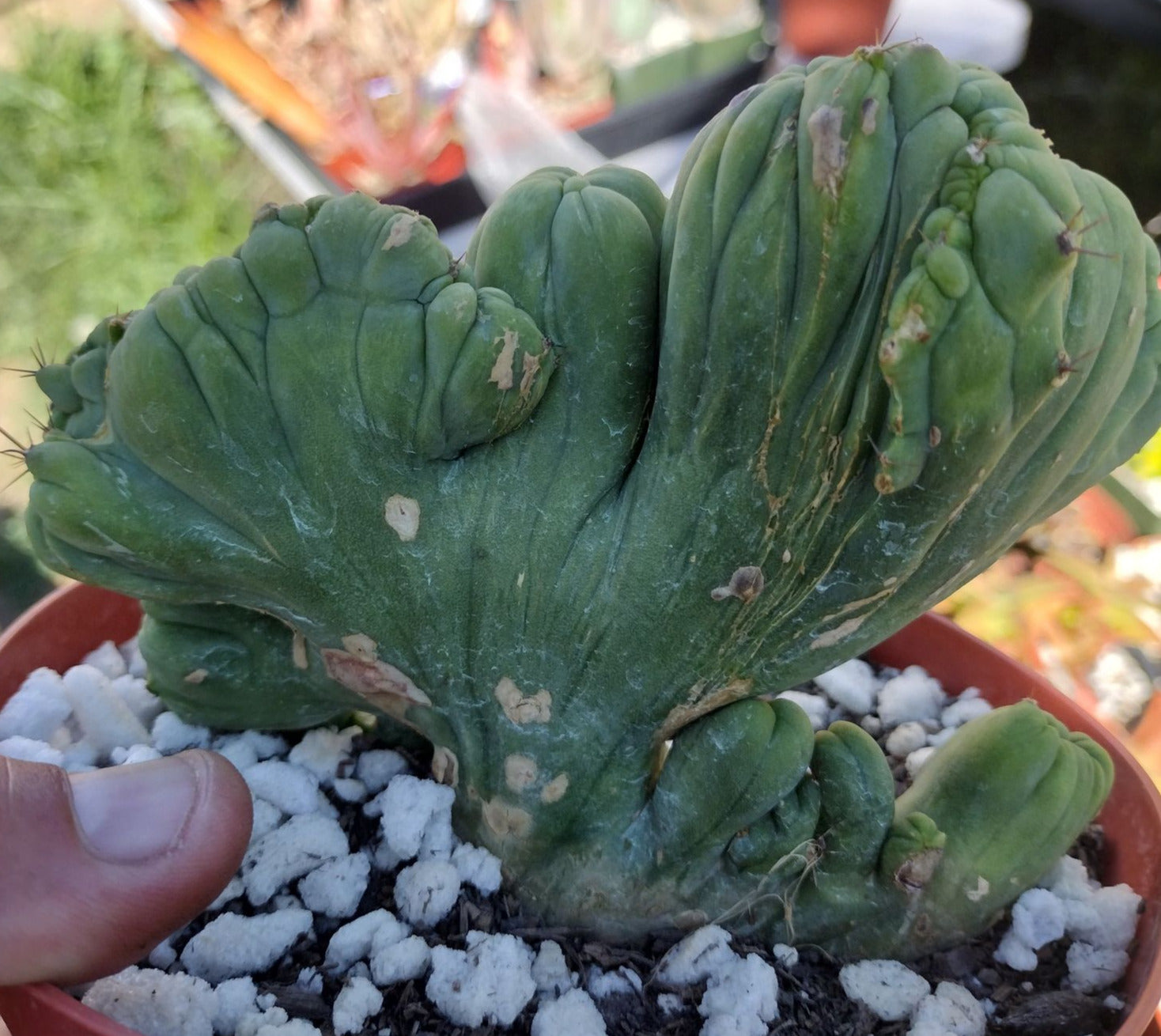 Trichocereus bridgesii monstrose cristata