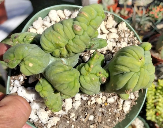 Trichocereus bridgesii monstrose cristata