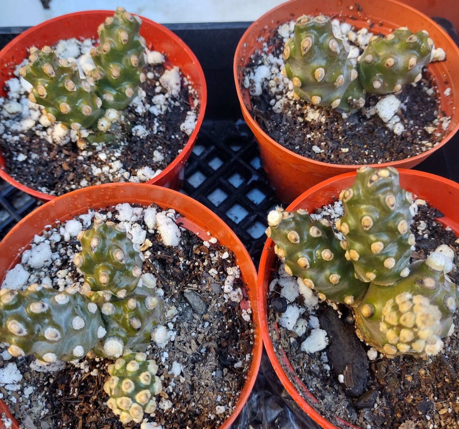 Tephrocactus molinensis in 4 Inch Live Cactus
