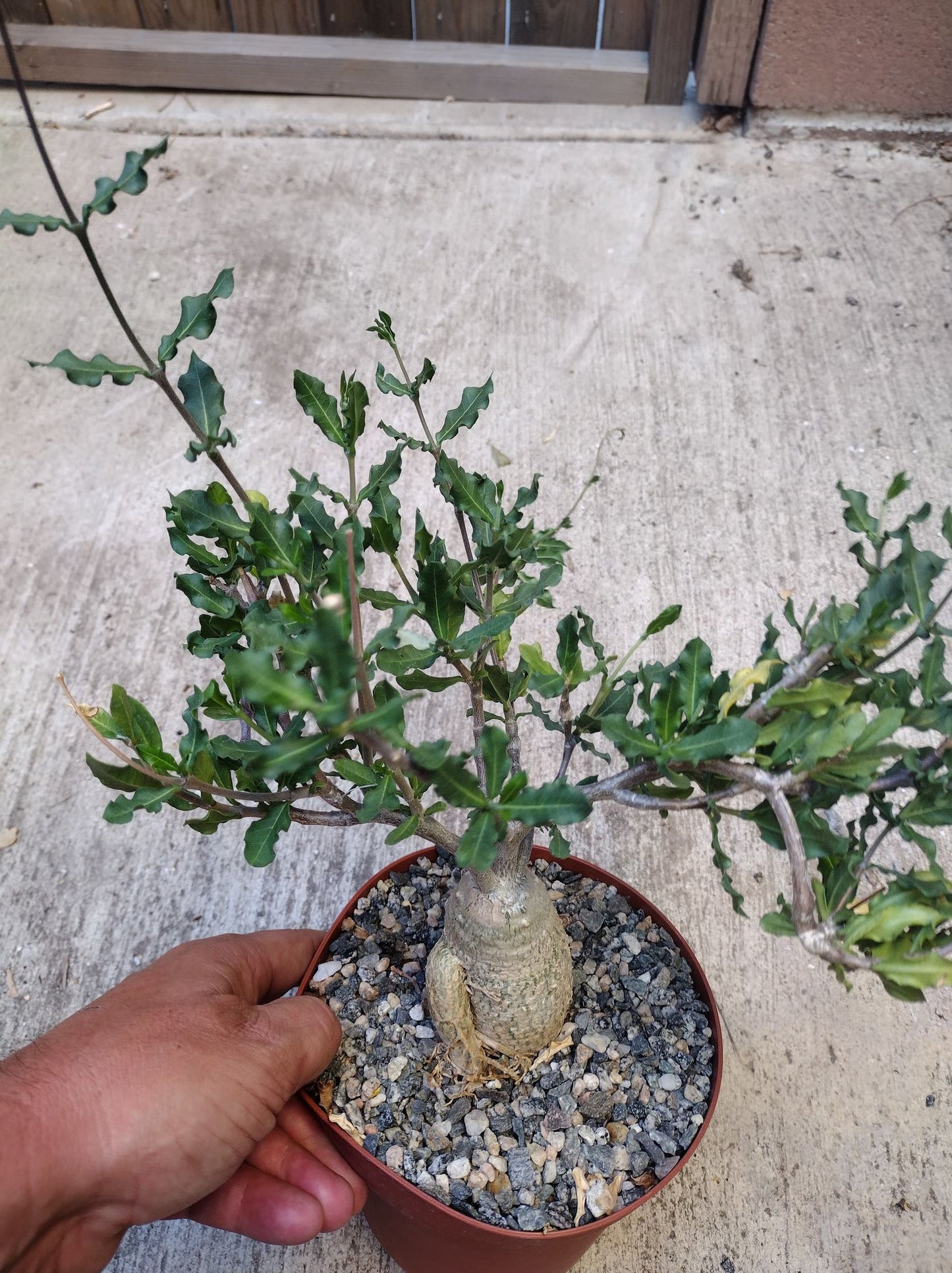 Fockea edulis/crispa in 6 Inch Live Succulent Caudex