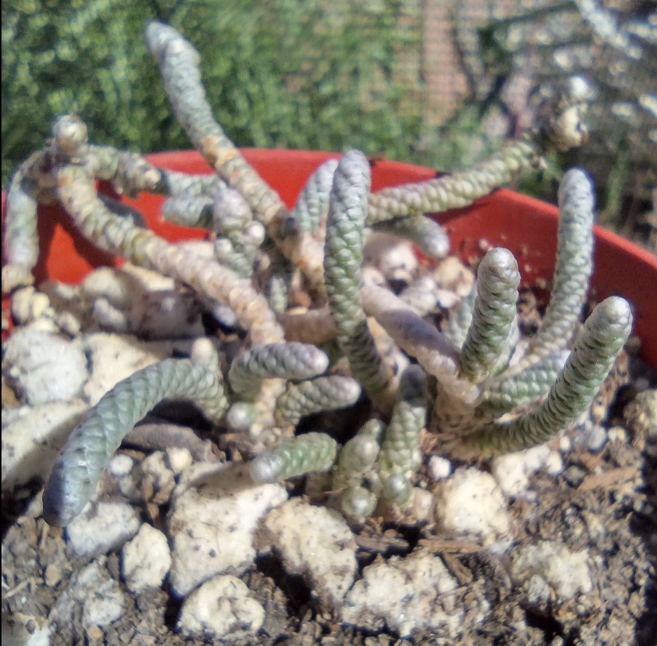 Avonia albissima in 4 Inch Live Succulent Caudex