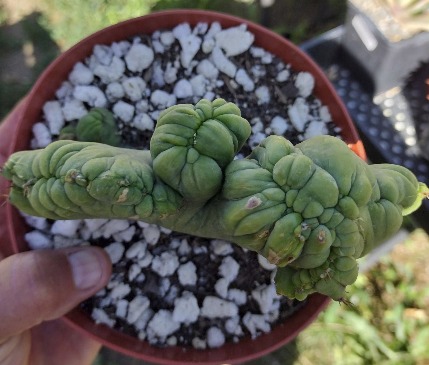 Trichocereus bridgesii monstrose cristata